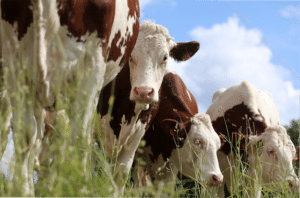 Lire la suite à propos de l’article “Glace à la ferme”, et pourquoi pas vous ?